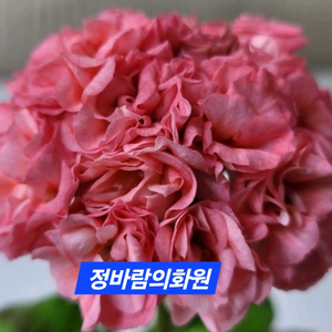 정바람의화원 K제라늄 대품