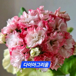 다이아그리움 K제라늄