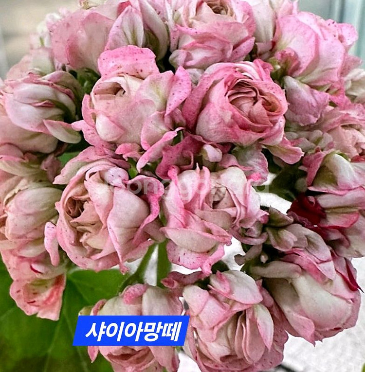샤이아망떼 k제라늄--0