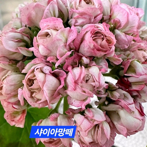 샤이아망떼 k제라늄