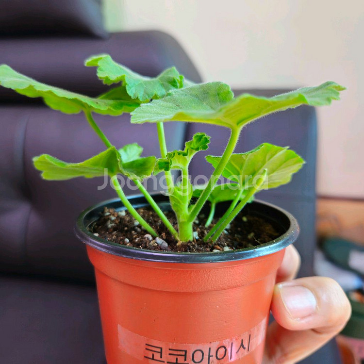 코코아이시제라늄--2