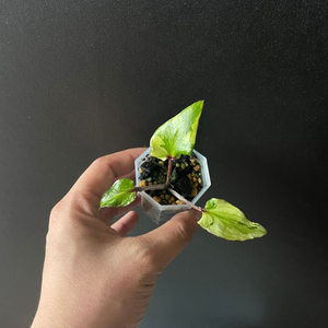 칼라디움 카오스