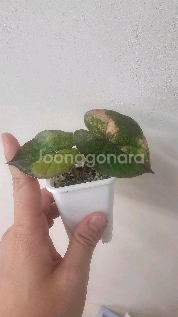 알로카시아 유카탄프린세스 핑크 바리에가타--0