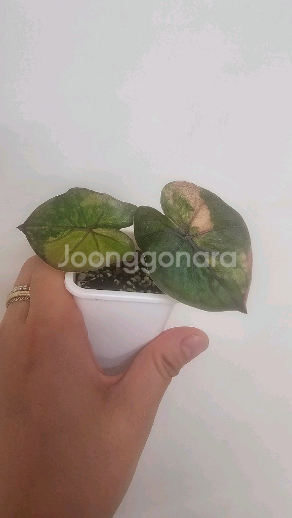 알로카시아 유카탄프린세스 핑크 바리에가타--1