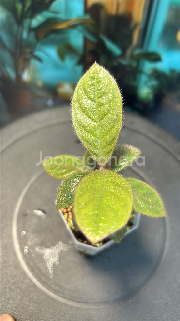 정글식물, no ID hairy--0