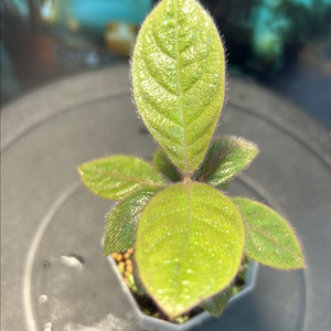 정글식물, no ID hairy