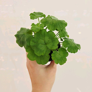 더블뉴라이프 제라늄(일본제라늄)