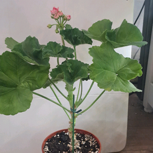 TA 레이디윈터 러시아 제라늄 중대품