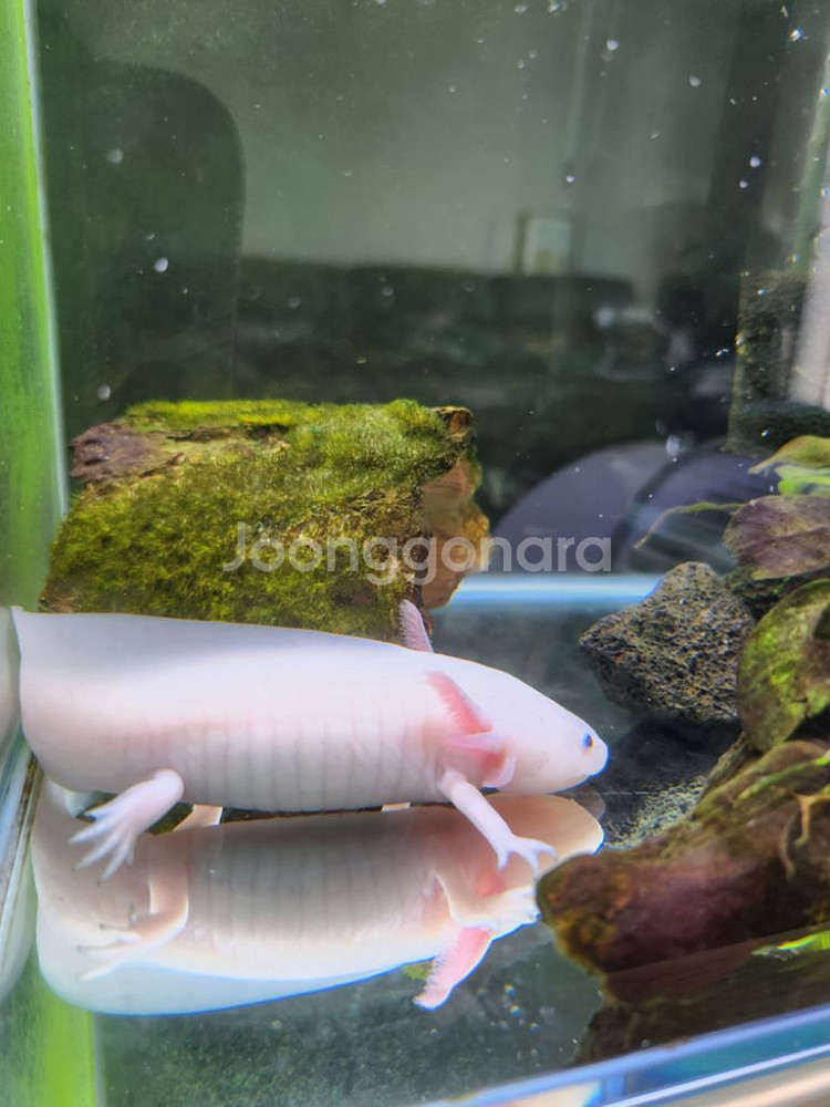 우파루파 아홀로틀 + 먹이--1