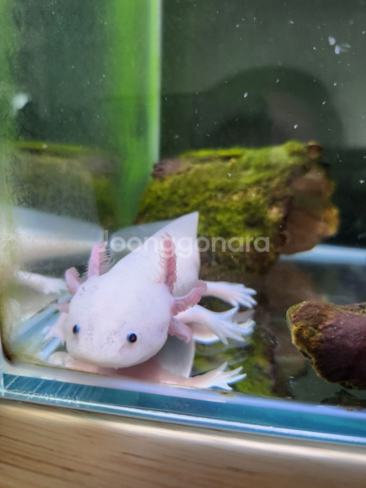 우파루파 아홀로틀 + 먹이--2