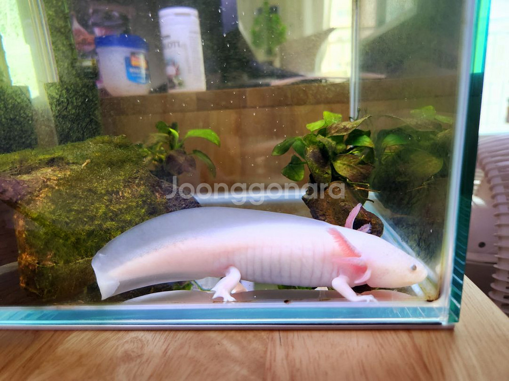 우파루파 아홀로틀 + 먹이--0