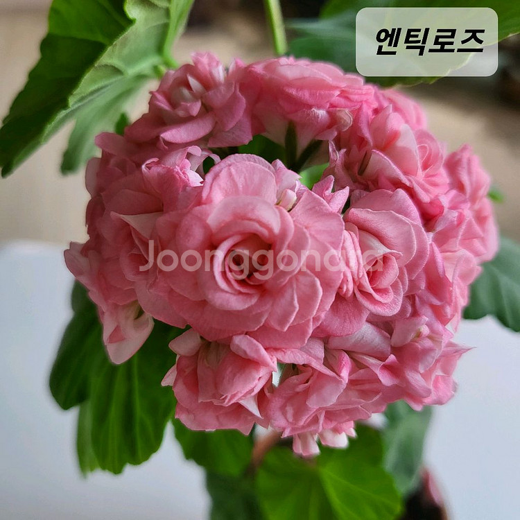 엔틱로즈 제라늄--0