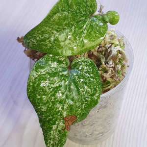 파이퍼 sp 마블 piper sp marble 택포