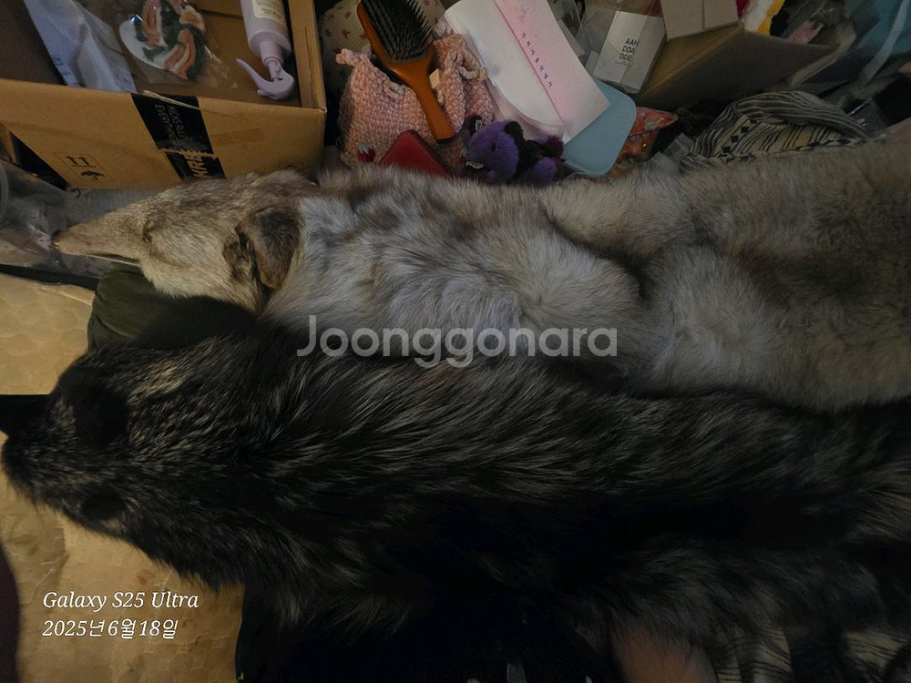 진도여우모피 진품! 암수한쌍 백여우/흑여우--0
