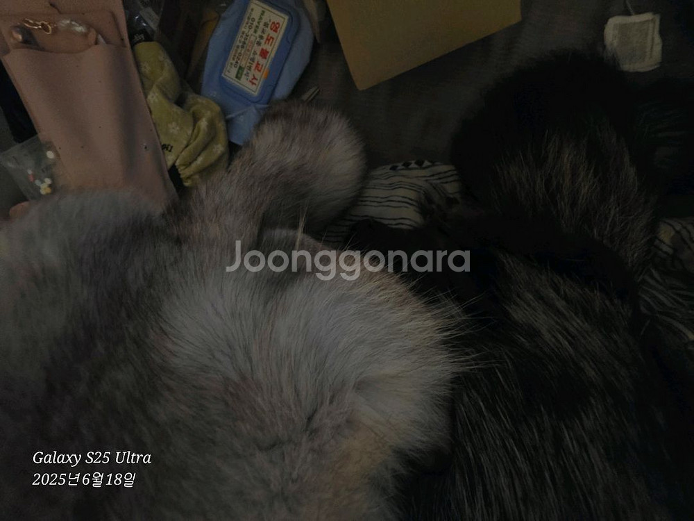 진도여우모피 진품! 암수한쌍 백여우/흑여우--2