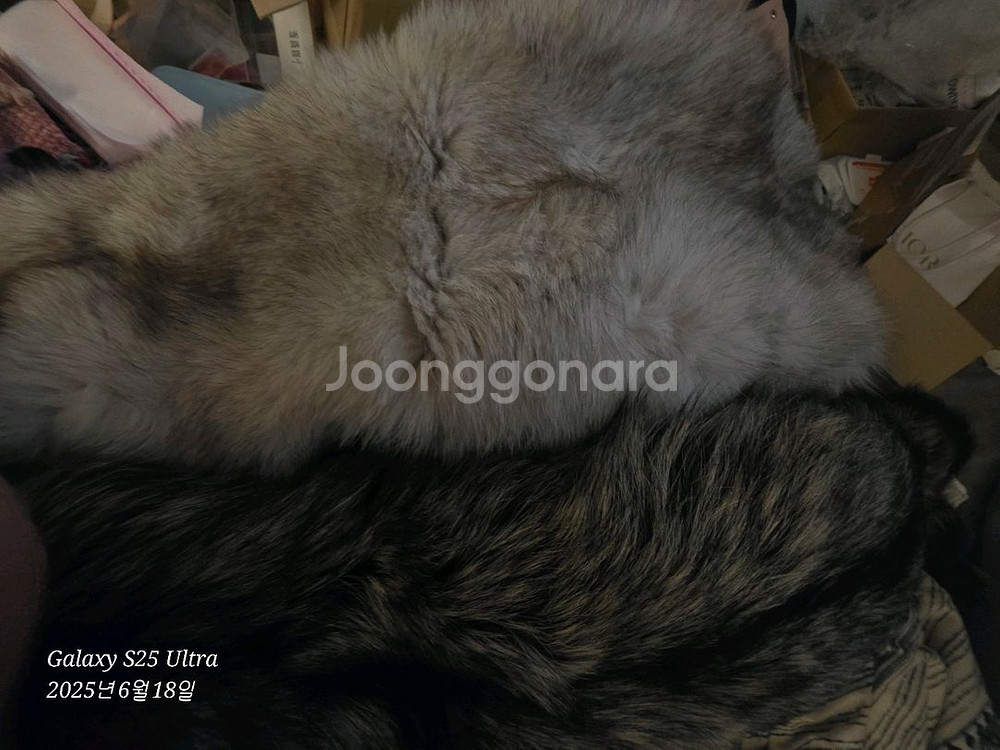 진도여우모피 진품! 암수한쌍 백여우/흑여우--1