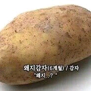 40만원 픽시구해요