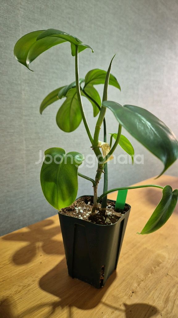 필로덴드론 라시나텀 (희귀식물)--0