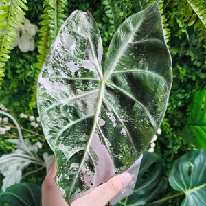 알로카시아 핑크드래곤 핑크백