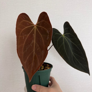안스리움 블루파필
