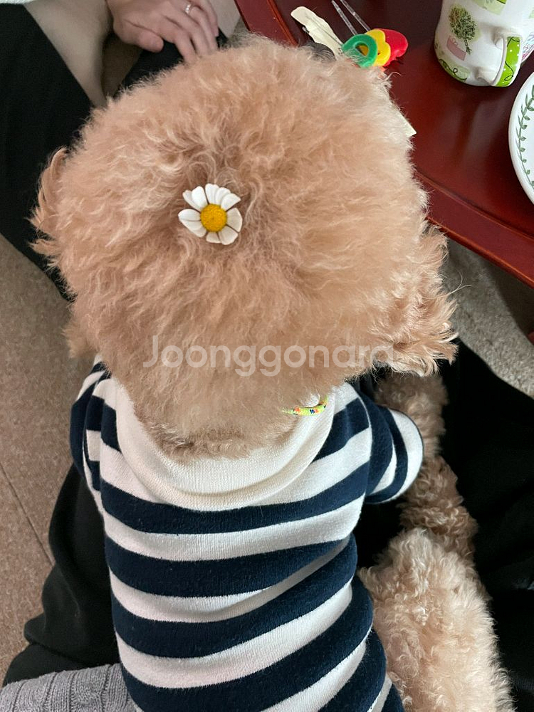 당근 대리 채팅 해드립니다--0