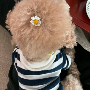 당근 대리 채팅 해드립니다