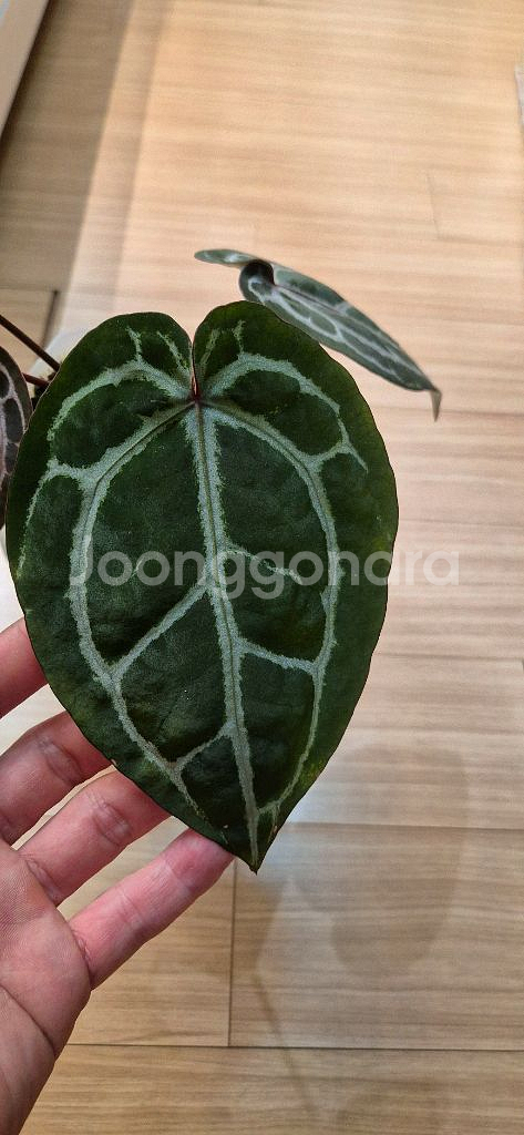 안스리움 미쉘자라(미자 닥터블락)--2