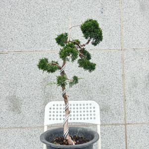 구마머토 진백 분재
