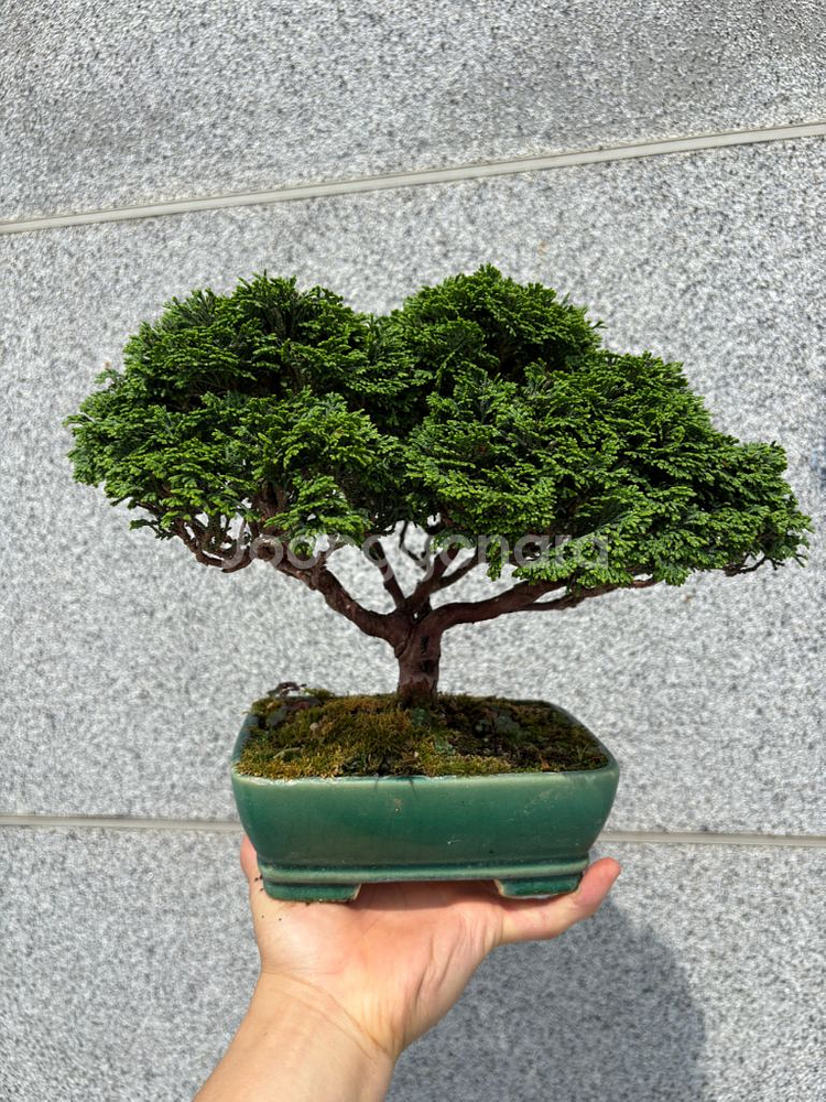 청짜보 연산회 대품--0