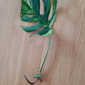 옐로우몬스테라