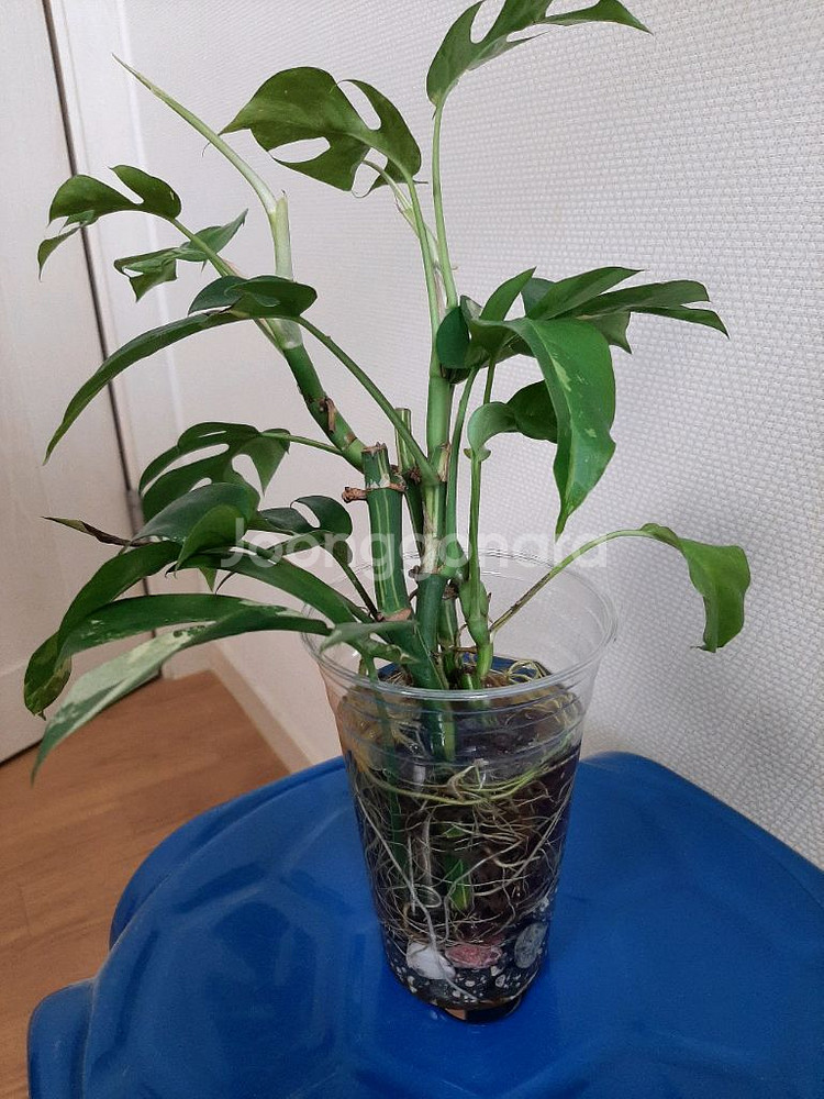 무늬히메 몬스테라--0