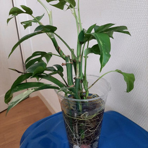 무늬히메 몬스테라
