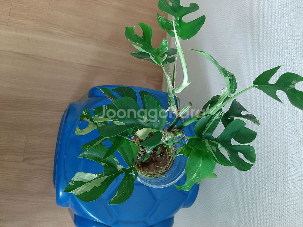 무늬히메 몬스테라--1