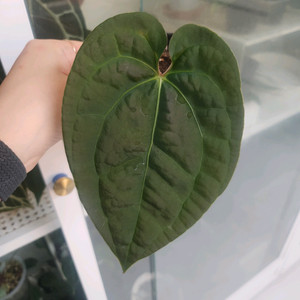 안스리움 럭셔리x크리스탈건