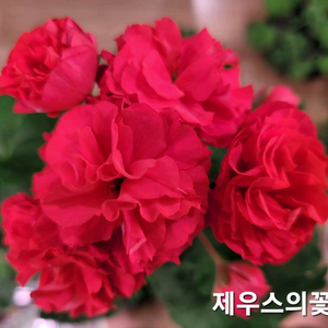 제우스의꽃 제라늄