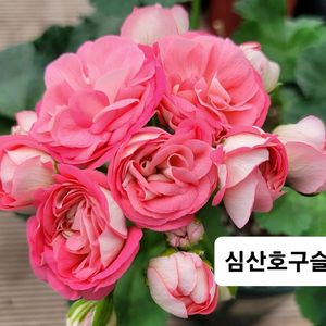 심산호구슬 제라늄