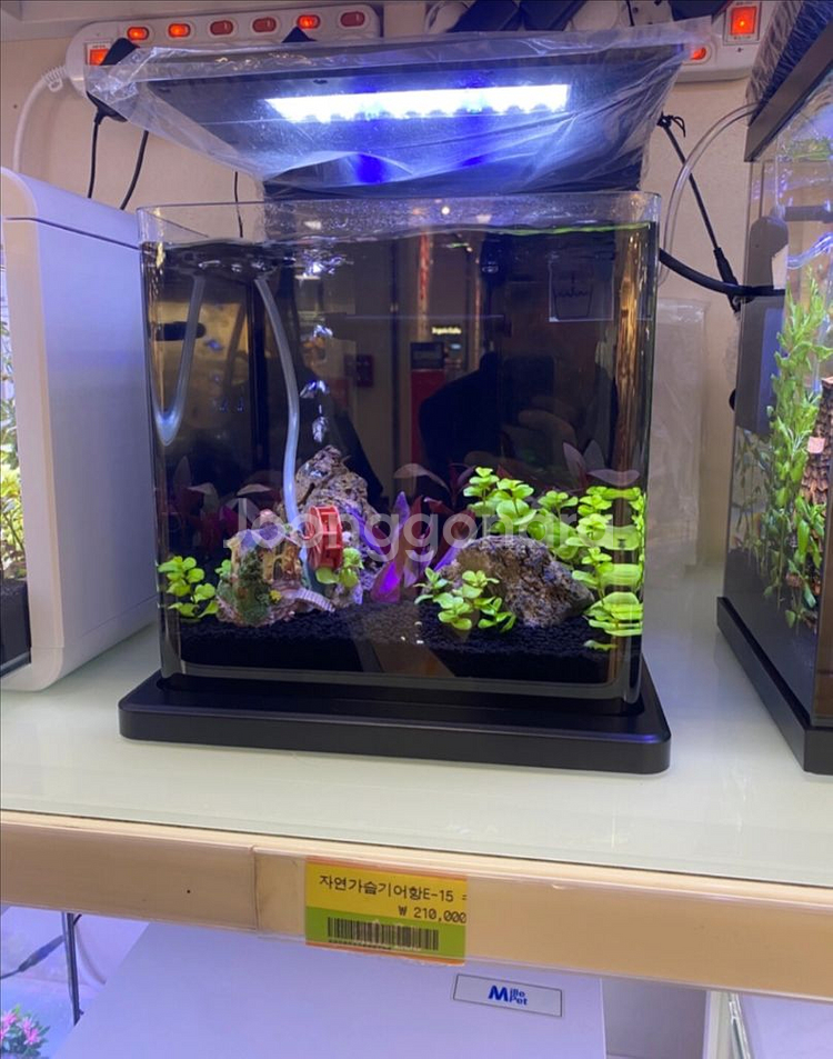 일체형 디자인 자연가습기 어항 수족관 블랙--0