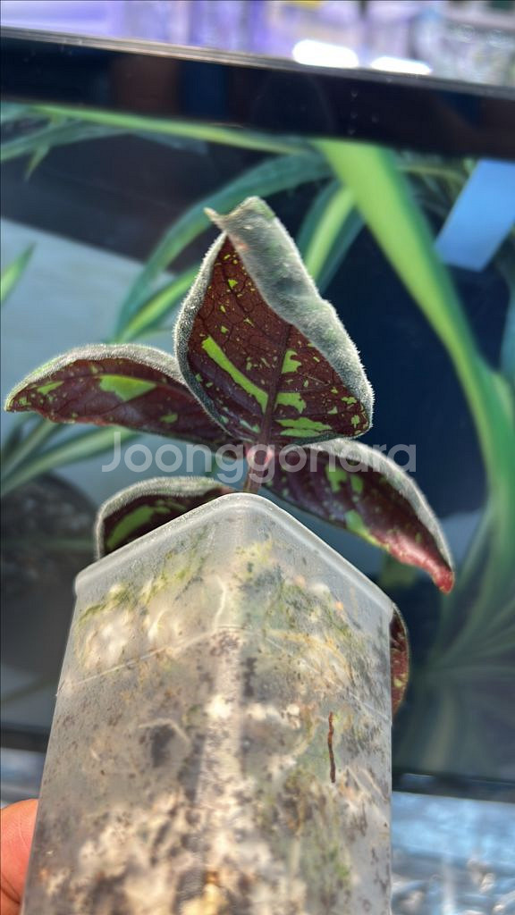 정글식물, 얼룩무늬--1