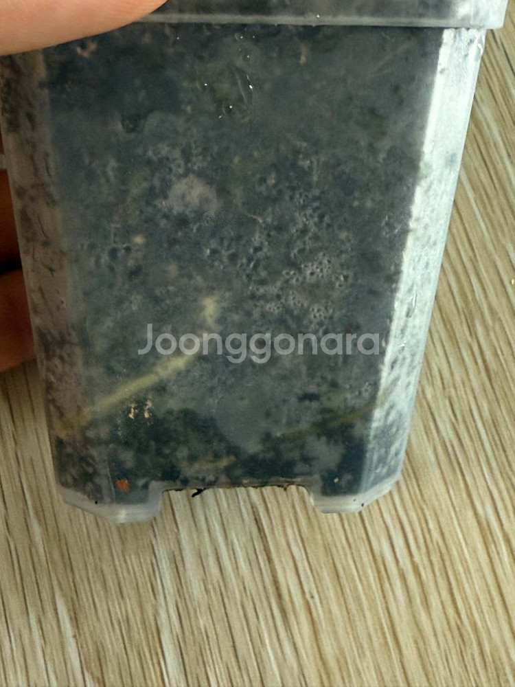 필로덴드론 파라이소 베르디--2