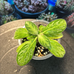 희귀식물, 무늬가 수수하고 예쁜