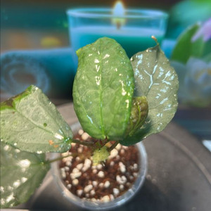 정글식물, 플래티늄