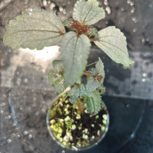 정글식물, 필리아 sp.