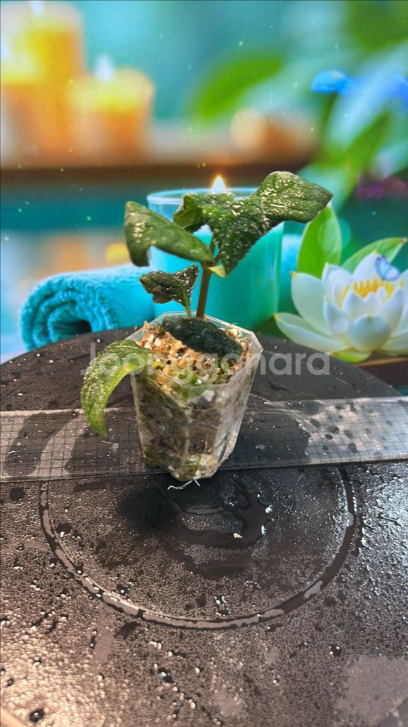 정글식물, argostemma sp. black--1