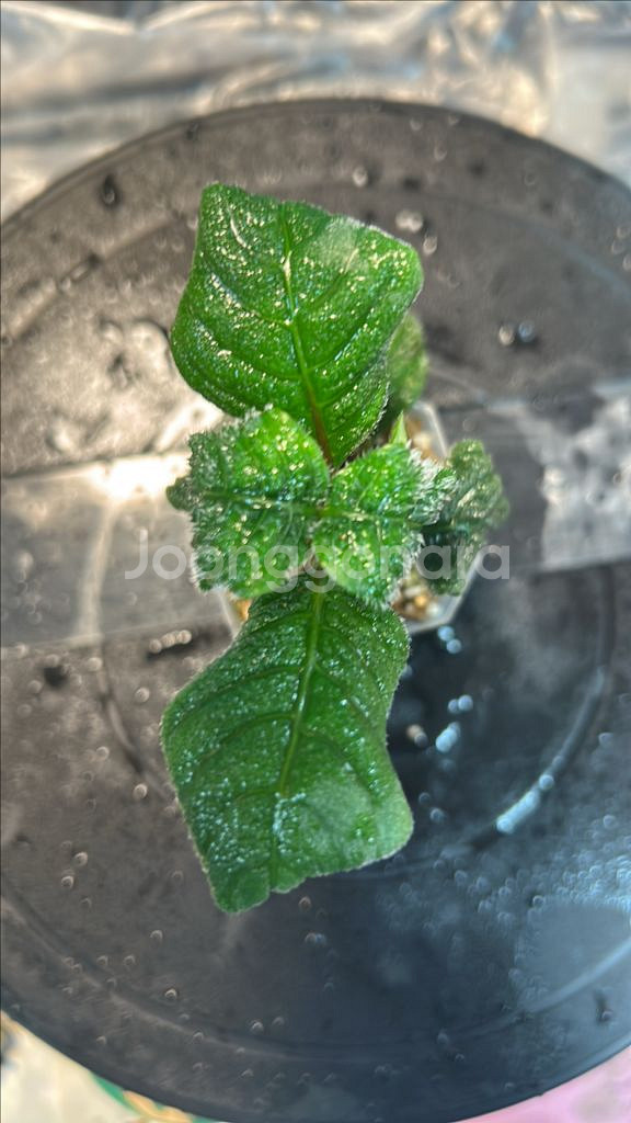 정글식물, argostemma sp. black--0