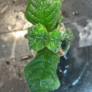 정글식물, argostemma sp. black