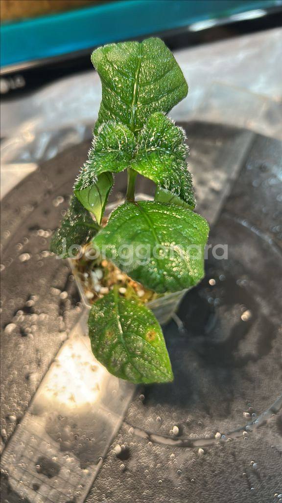 정글식물, argostemma sp. black--2