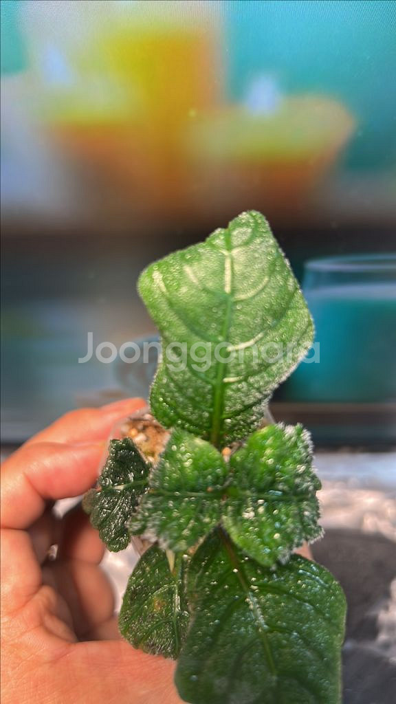 정글식물, argostemma sp. black--3