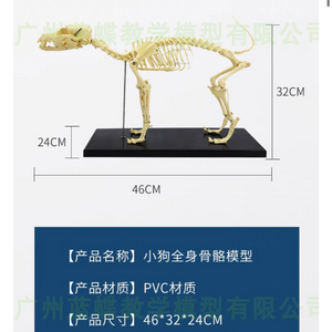 동물 뼈 모형