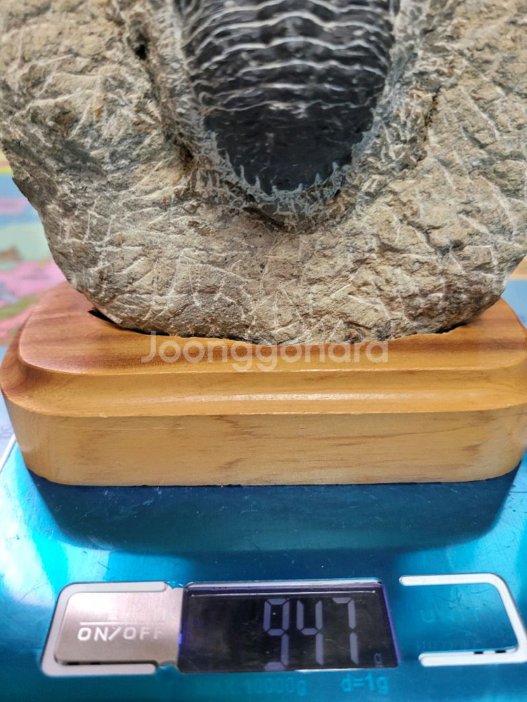 삼엽충--3