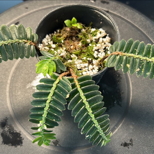 정글식물, elatostema salvinioides